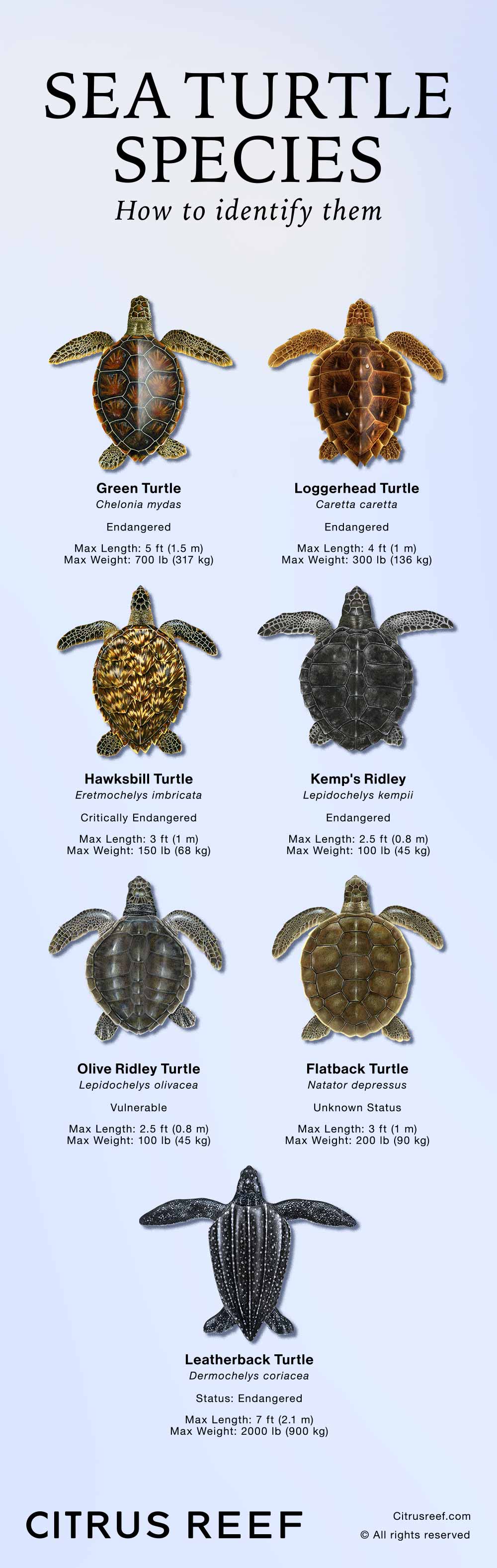 sea turtles all different types