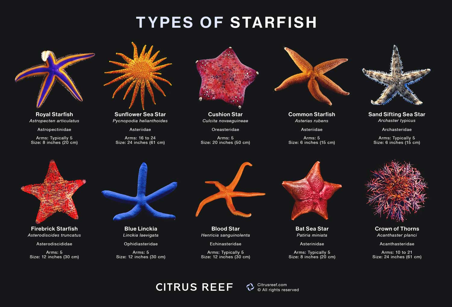 Types Of Starfish: 12 Incredible Sea Star Species – Citrus Reef