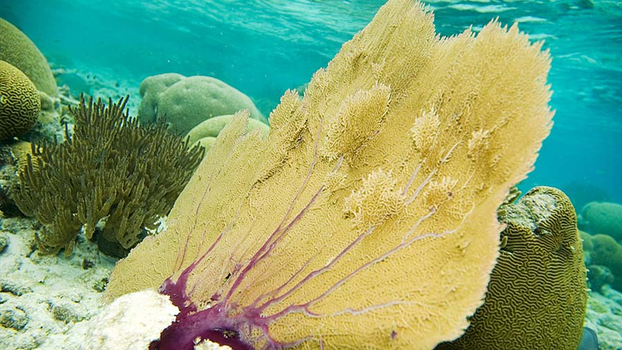 Neon Venus/Gorgonian Sea Fan Coral gorgonian reef species