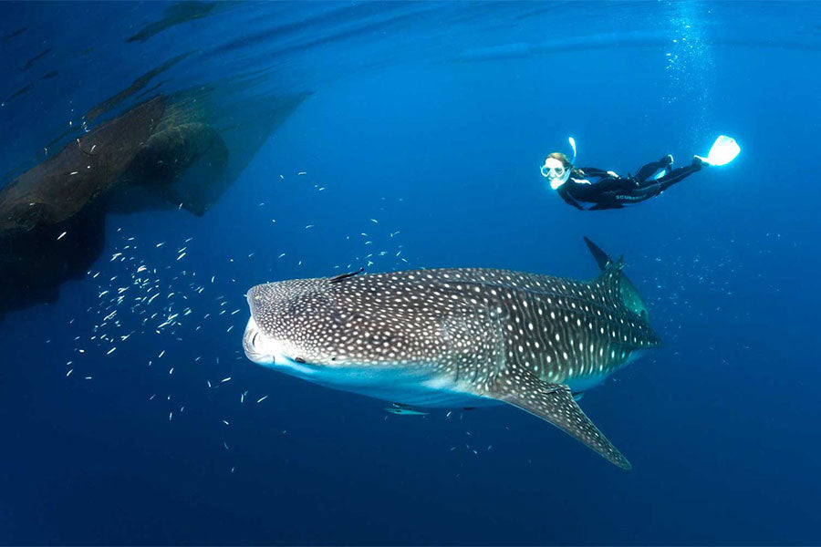 A whale shark and diver just beneath the bagans in Kwatisore Bay, Cenderawasih Bay