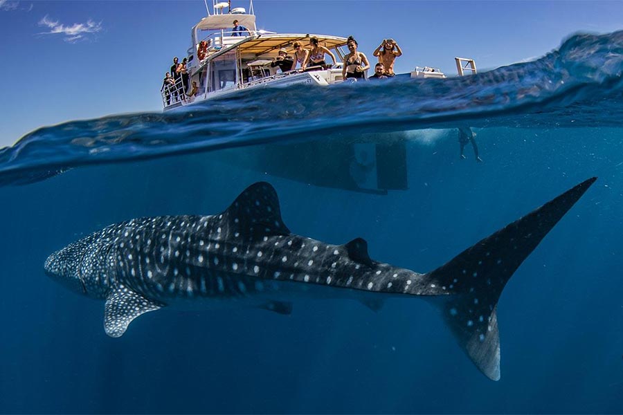 Over and underwater split photo of a whale shark underneath a tourist boat in Ningaloo Reef, Western Australia