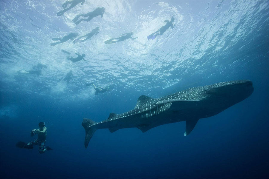 From below photo of a massive whale shark and a group of swimmers in the distance above in Sogod Bay