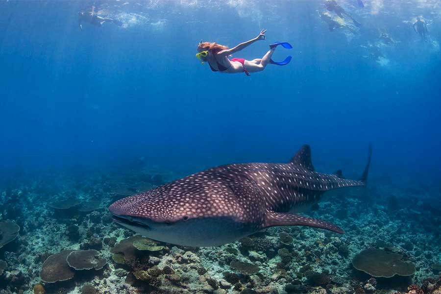 Photo of a snorkeler above a whale shark in South Ari Atoll, Maldives