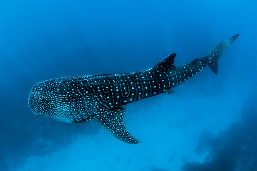 Underwater photo of a large adult whale shark in Tofo Beach, Mozambique