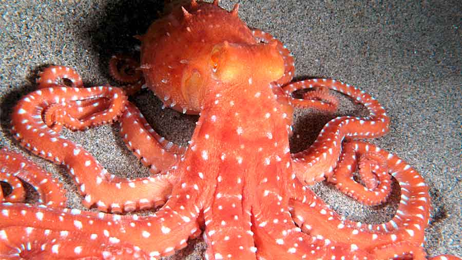 Large adult White Spotted Octopus on sand