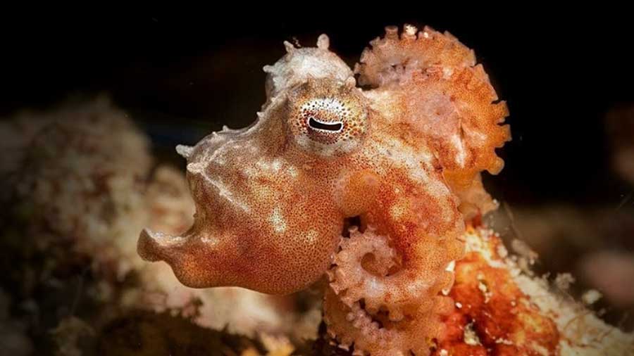 Macro photo of a tiny Wolfi Octopus at night