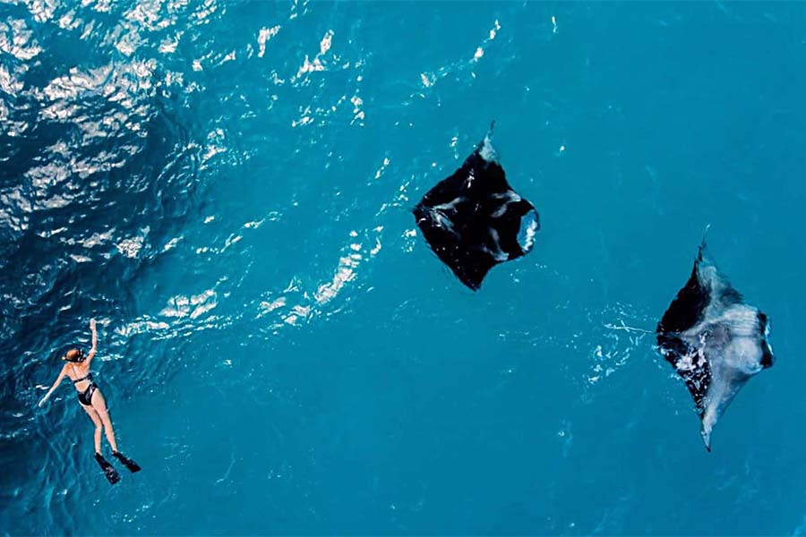 Aerial view of a snorkeler swimming next to two giant manta rays in Mi’l Channel