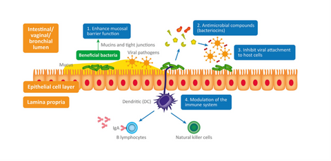 Image adapted from: Harper et al. Viral Infections, the Microbiome, and Probiotics. Front. Cell. Infect. Microbiol 2021 10:596166 