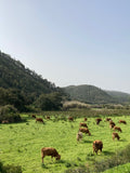 Costa Vicentina with children. Visit portugal with younger children. Visit Portugal with kids. Explore portugal with children. Family holidays in Portugal.