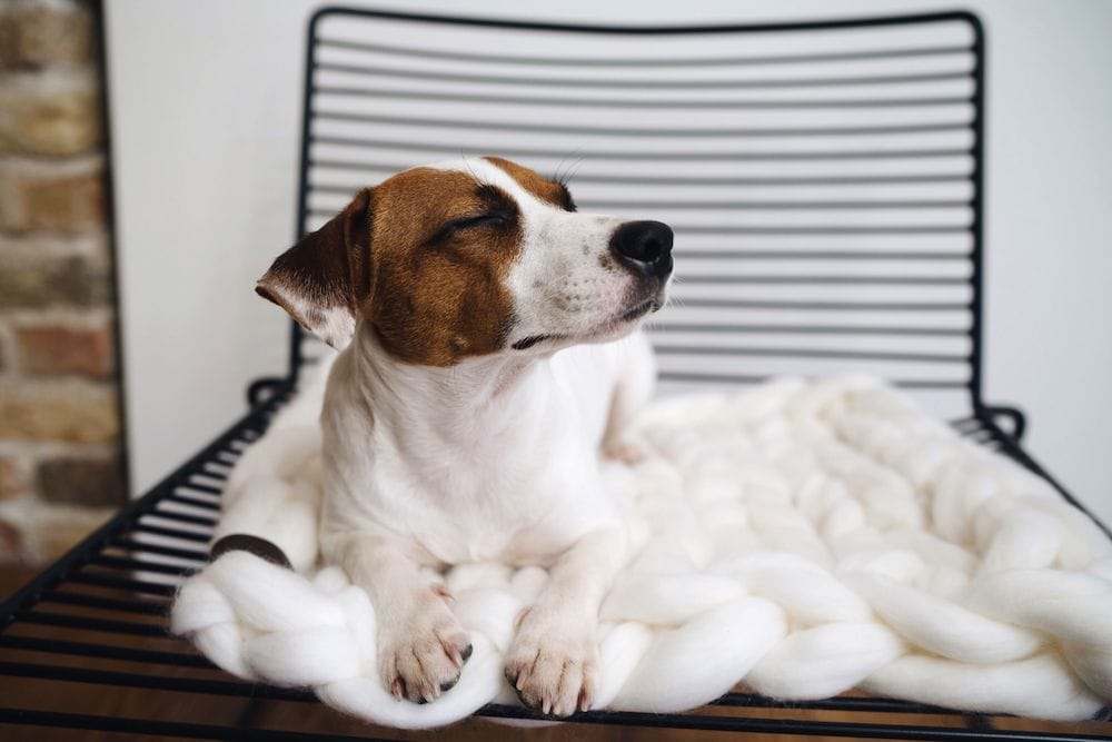 knitted pet rug white