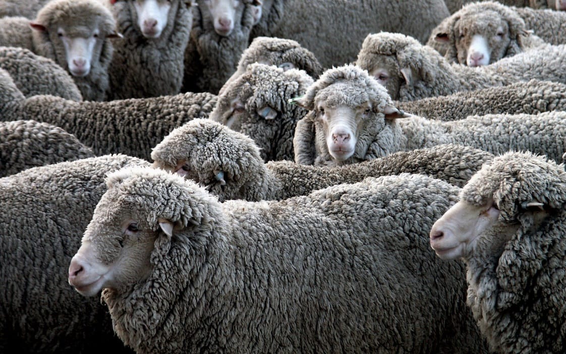 australian merino sheep