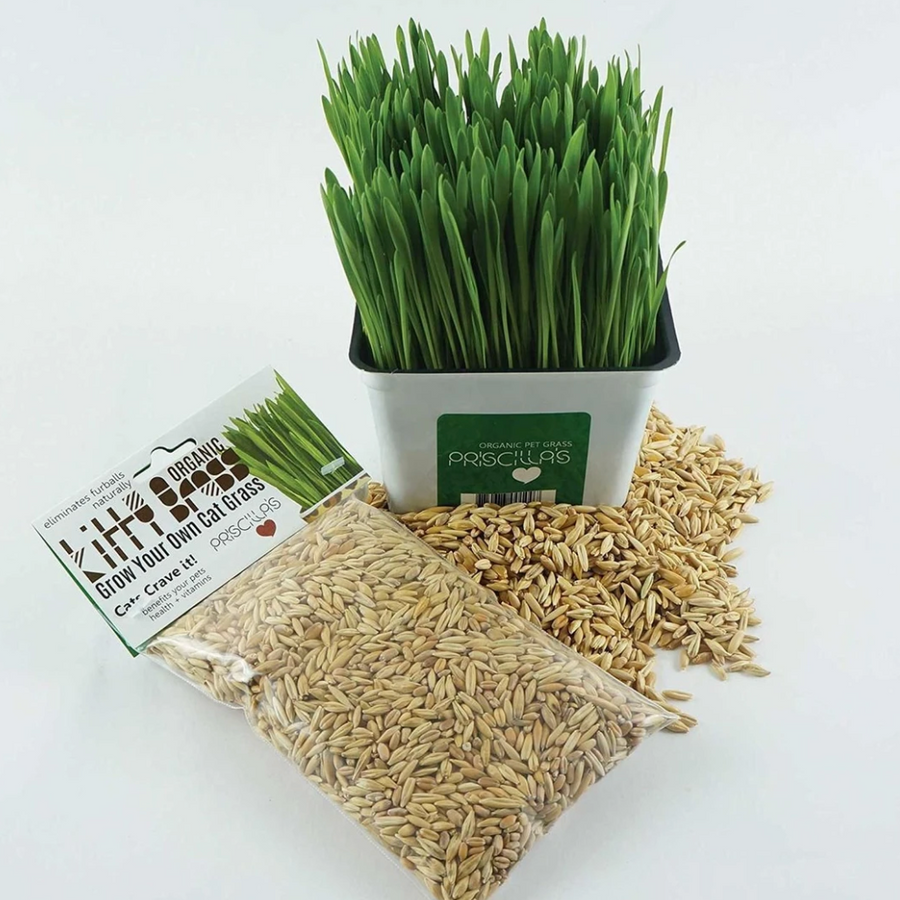 "Grow Your Own Kitty Grass" - Seed Pack (Choose 3 oz or 6 oz) - ROAR