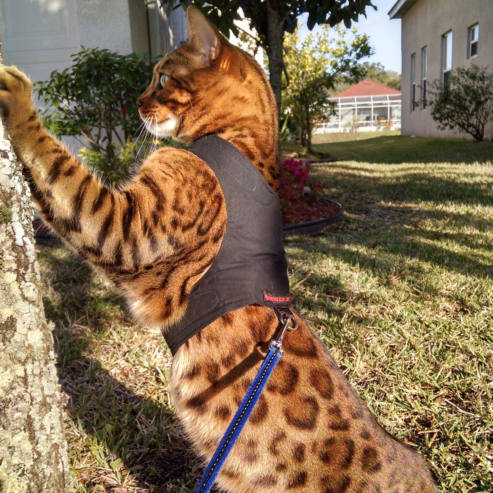 cat walking jacket