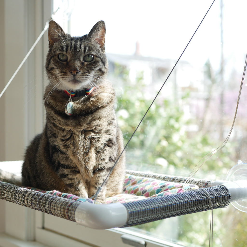 cat window perch no suction cups