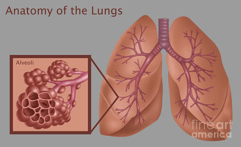 cbd vaping alveoli