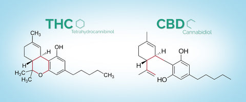 cbd vs thc