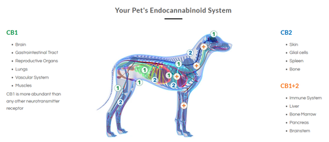 endocannabinoid system for dogs