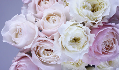 a rose by any other name the meaning of roses enduring roses