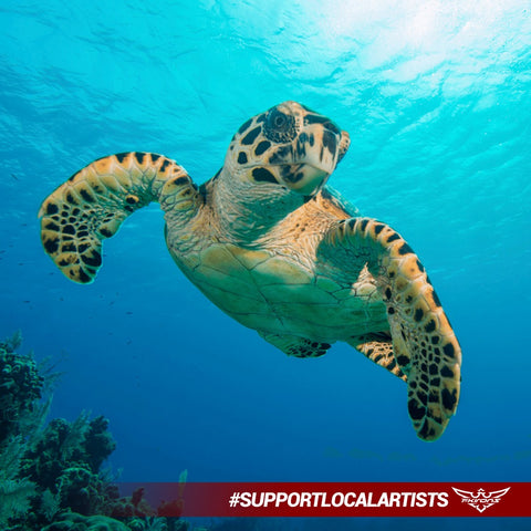 Amazing underwater shot, looking up through clear blue water at a sea turtle