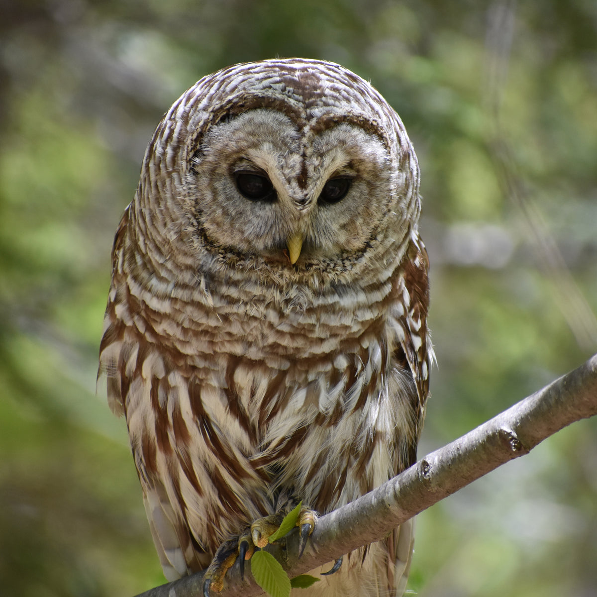 bird-of-the-week-barred-owl-kirtlandii-blog