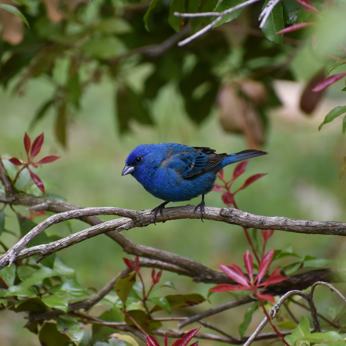 Indigo Bunting Bird Images - itsallabouthandmade