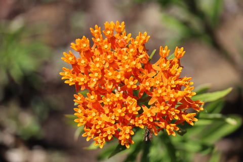 butterfly weed