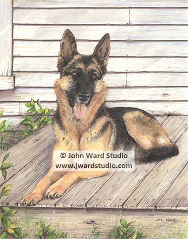 animal portrait German Shepherd dog portrait by John Ward