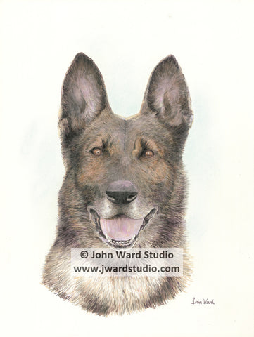 animal portrait dog portrait commission artwork by John Ward