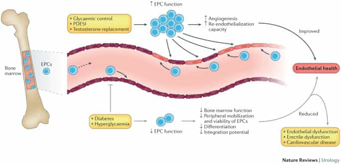 Endothelial cells line the blood vessels and are crucial for maintaining vascular health. Chronic sleep deprivation has been shown to impair endothelial function, leading to reduced blood flow to the penis.
