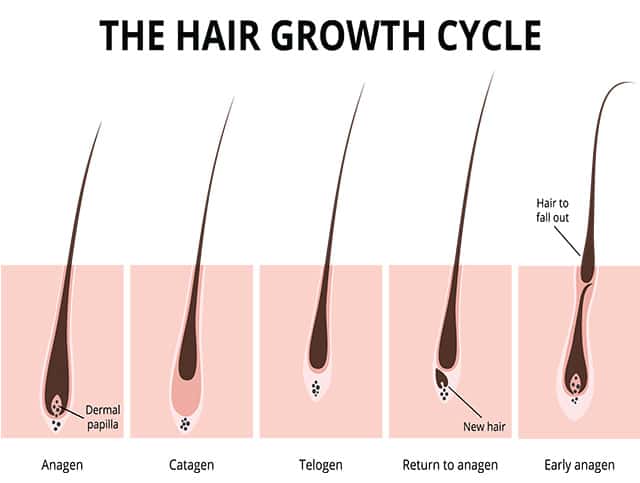 Hair Growth Cycle (illustration)