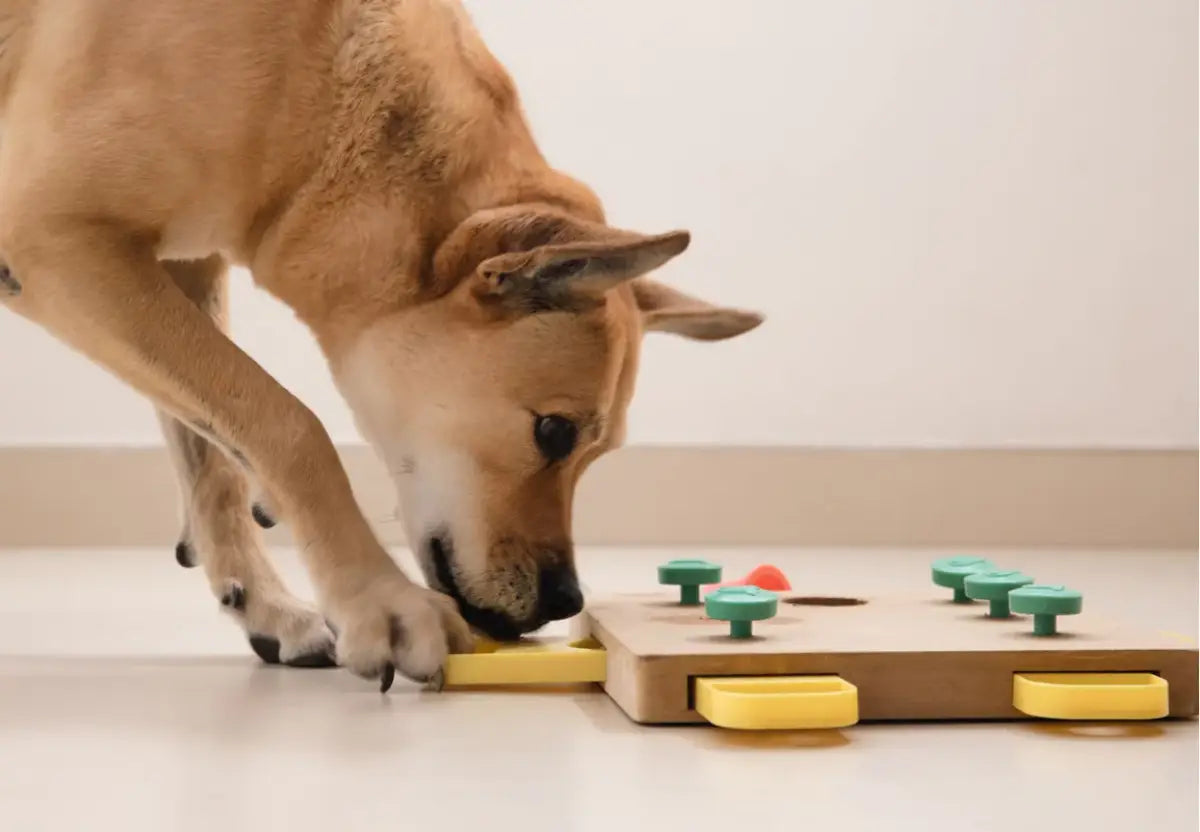 How to Choose the Right Toys for Your American Bully