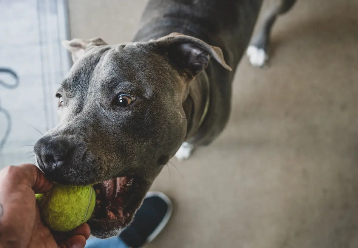 How to Choose the Right Toys for Your American Bully