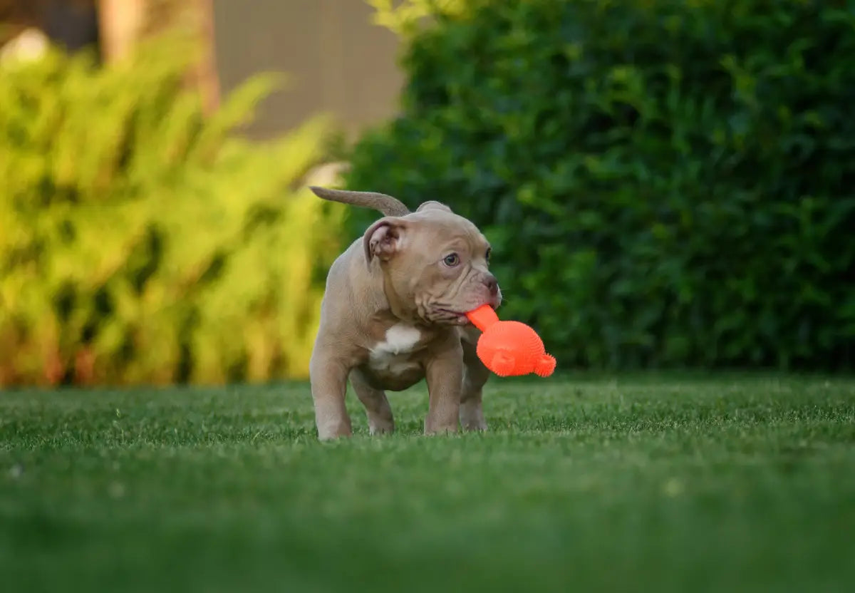 How to Choose the Right Toys for Your American Bully