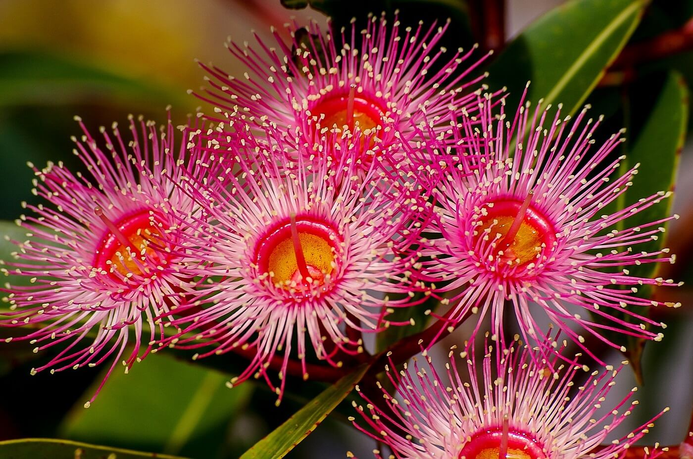 Eukaliptusz virágok