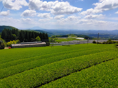 organic tea farm