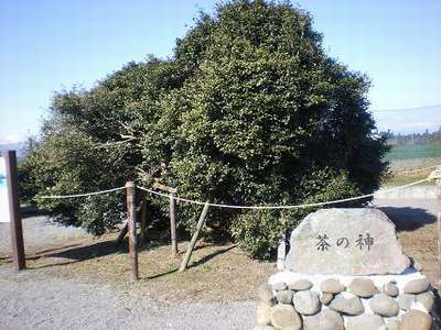 kirishima oldest tea tree