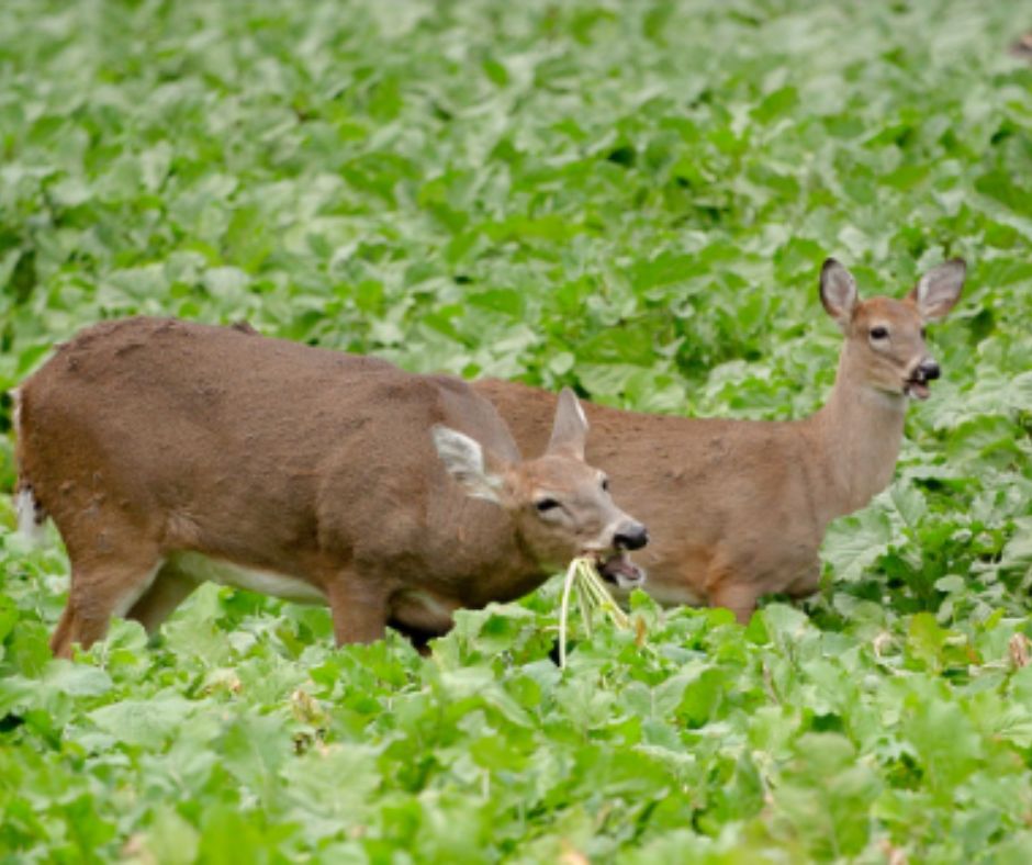 Deer  developing a pattern