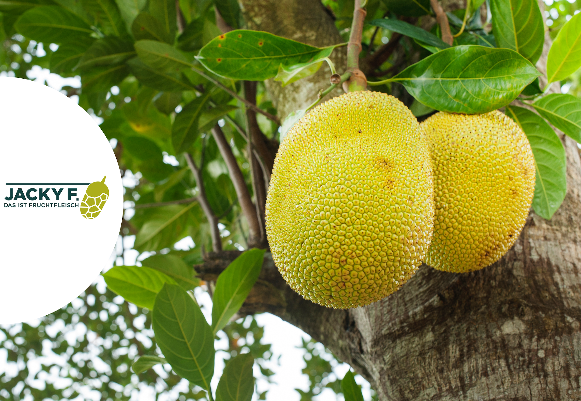 Jackfruit - was ist das überhaupt? Erfahre alles über die größte Baumfrucht der Welt!