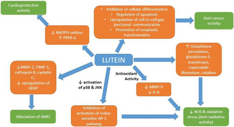 Lutein Cancer Performance 