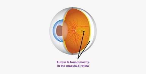 Lutein Eye Macula Retina