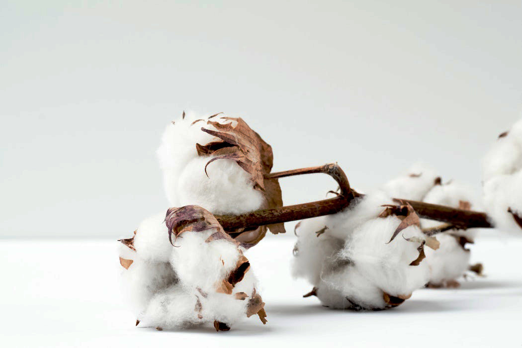 cotton plant cutting