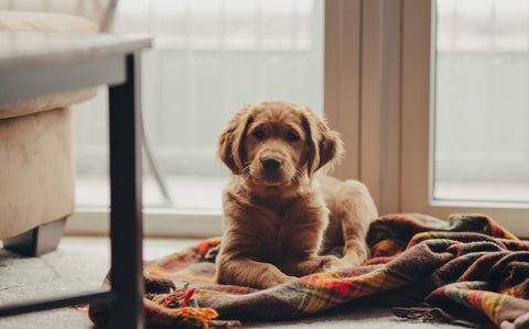 Puppy cuddled up on a plaid blanket