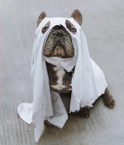 Dog in halloween costume 
