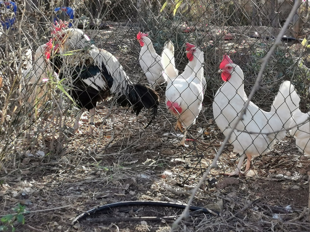 Chickens at Finca la Torre