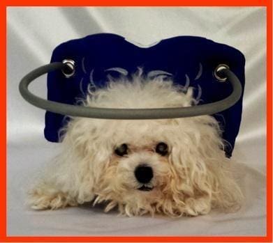 Muffin's Halo for Blind Dogs Angel Wing Blind Dog Bumper, Blue, Medium