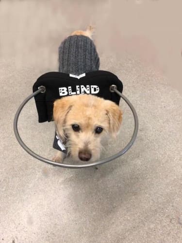 Muffin's Halo For Blind Dogs