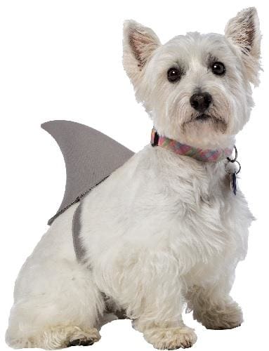 Shark Fin Costume - Posh Pet Glamour Boutique
