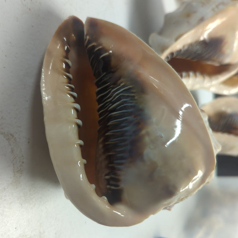 Spotted Clam Seashells - Clycymeris Pectunculus - (approx. 35-40 shells  .5-1.5 inches)