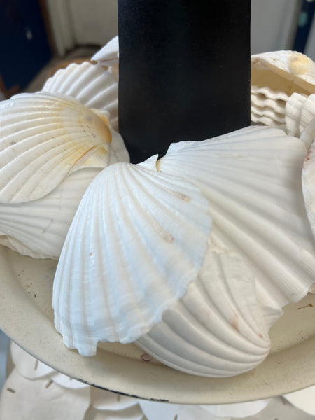 Mexican Deep Sea Shell Qty 12 Scallop Wholesale Shells