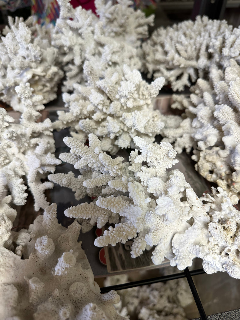 White Lace Coral - (1 coral approx. 5-7 inches)